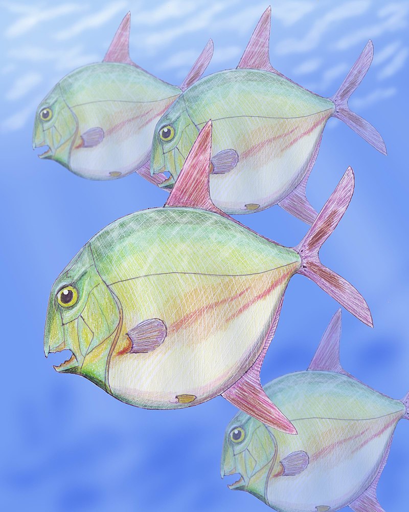 Palaeontologists describe Poland's first 'cousin' of parrotfish from ...
