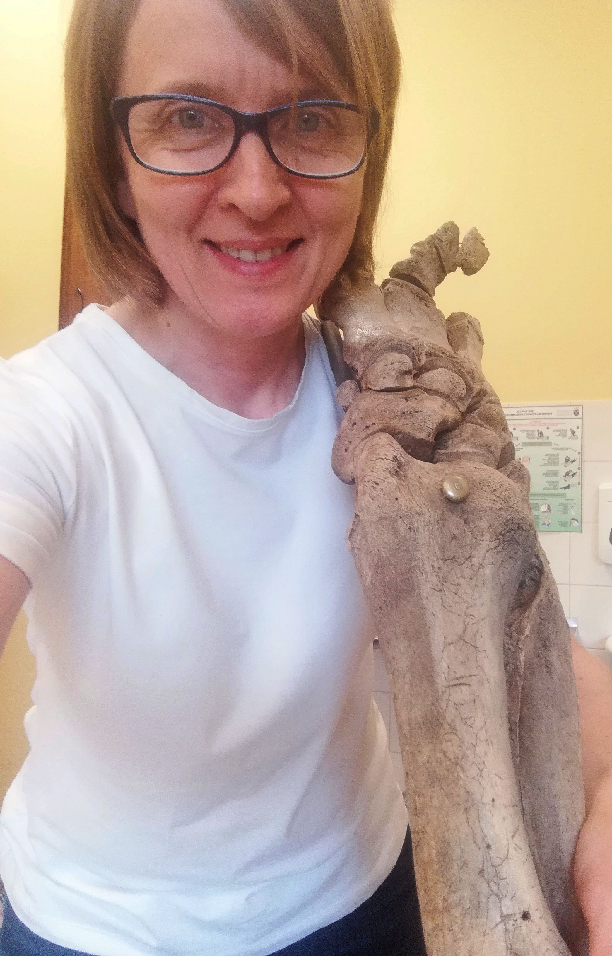 Unusual records of woolly rhinoceros presence in Polish collections ...