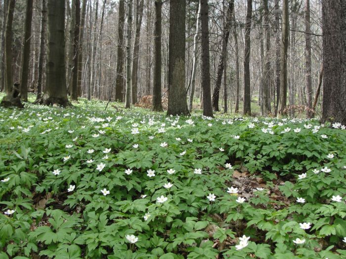 Żyzna buczyna_aspekt wiosenny_rez Buki Sudeckie_fot. K. Reczyńska