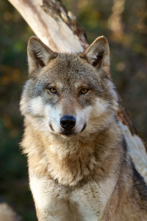 EU Commission proposes lowering wolf protection status in Europe | Reuters