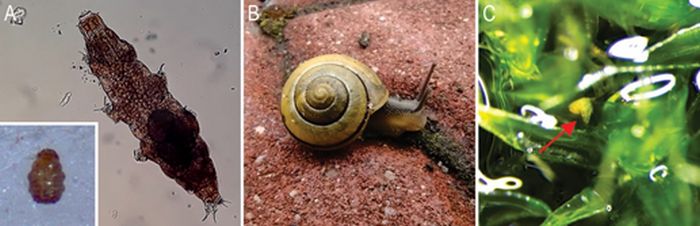 Organizmy wykorzystane w eksperymentach (A) Milnesium inceptum; wstawka w lewym dolnym rogu pokazuje niesporczaka w stanie anhydrobiozy; (B) Cepaea nemoralis w naturalnym środowisku; (C) aktywny niesporczak uchwycony na powierzchni wilgotnego mchu (czerwona strzałka)