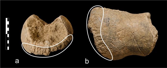 Mammoth bones