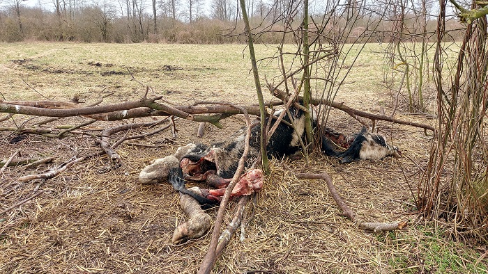 Jeden z udokumentowanych przypadków żerowania wilków na wyrzuconej do lasu krowie, źródło: autorzy badania