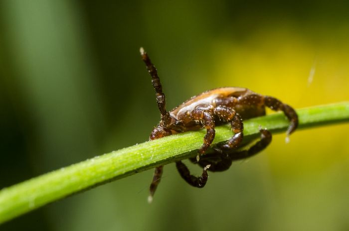 Dermacentor reticulatus