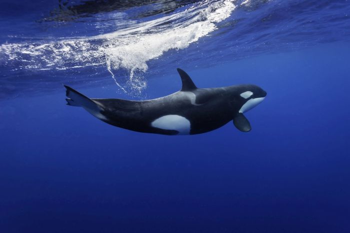 Killer whale