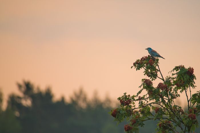 Kraska. Źródło: Rafał Wyszyński