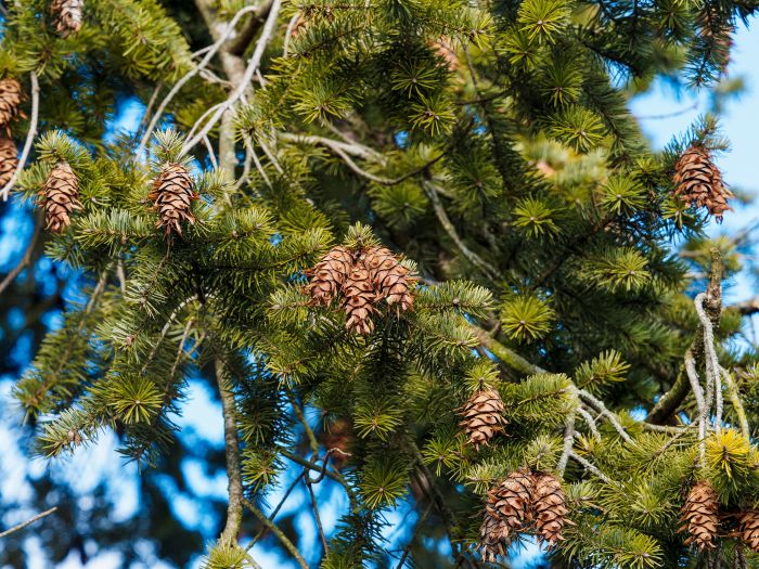 Daglezja zielona. Fot. Adobe Stock