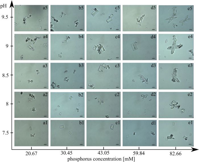 Wzrost kryształów struwitu w sztucznym moczu w zależności od zmian pH i stężenia kwasu fosforowego. Źródło: Mikołaj Skubisz et al. Scientific Reports https://doi.org/10.1038/s41598-022-18357-8