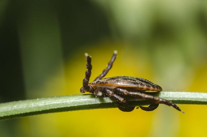 Dermacentor reticulatus