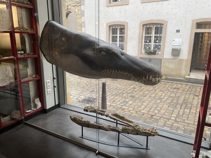 Żuchwa lorrainozaura przedstawiona na ekspozycji Narodowego Muzeum Historii Naturalnej w Luksemburgu. Autor: Ben Thuy/Musée national d’histoire naturelle de Luxembourg