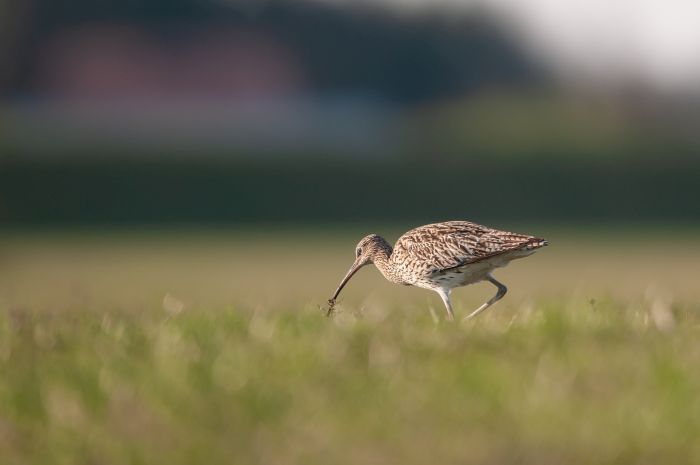 Kulik żerujący na łące w Dolinie Bugu. Źródło: Rafał Wyszyński.