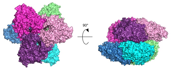 ​   ​określona przez zespół struktura białka AbiK - sześć identycznych podjednostek tego kompleksu jest pokazanych w różnych kolorach, a łańcuchy DNA związane z każdą z nich pokazane są w kolorze czarnym. Źródło: Małgorzata Figiel