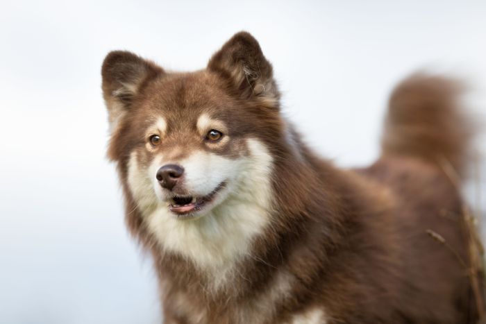 Fiński lapphund. Fot. Adobe Stock