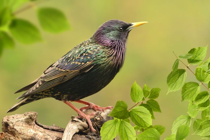 Szpak. Fot. Adobe Stock