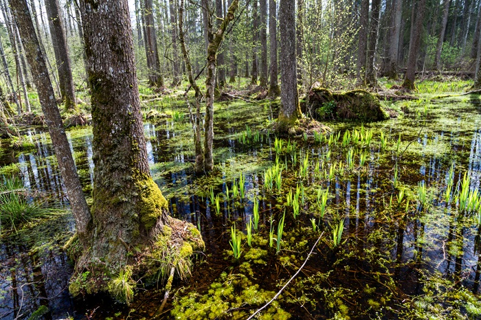 Zalany las (ols) w Białowieskim Parku Narodowym, fot. Adobe Stock