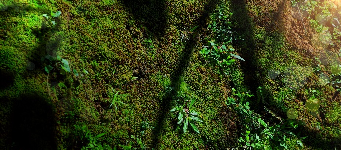 Bioróżnorodność w lesie deszczowym; mchy i porosty, fot. Adobe Stock