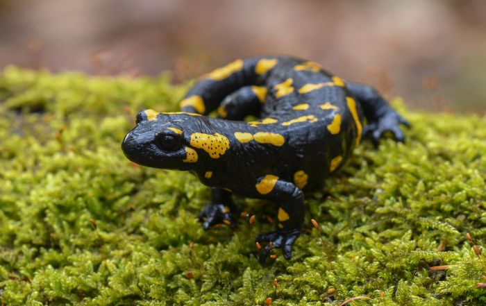 Salamandra plamista. Źródło: Adobe Stock