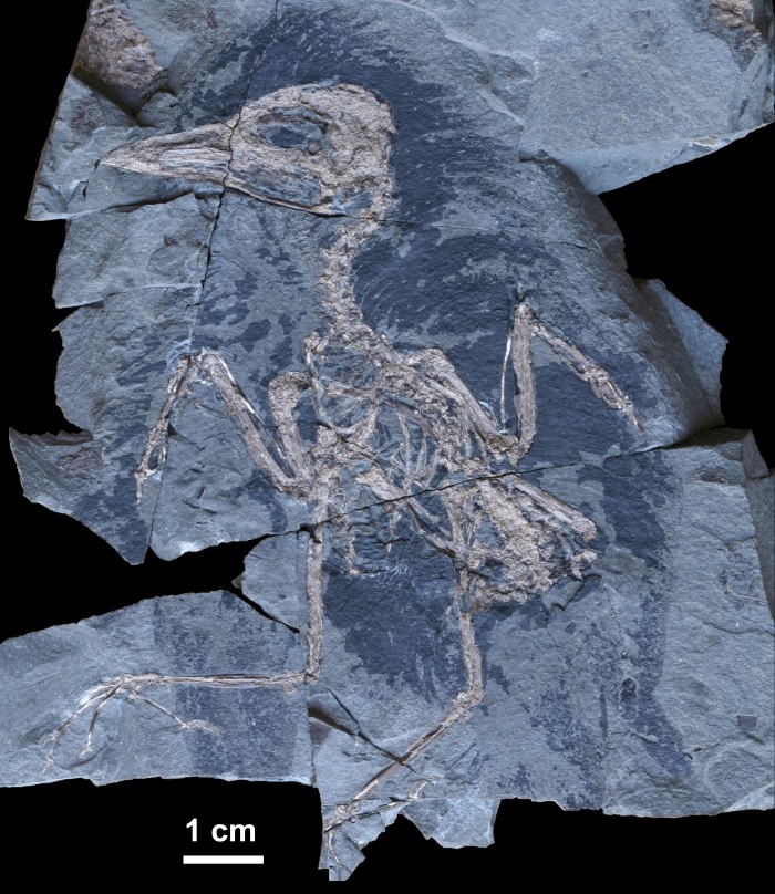 Crosnoornis nargizia, źródło: ISEZ PAN