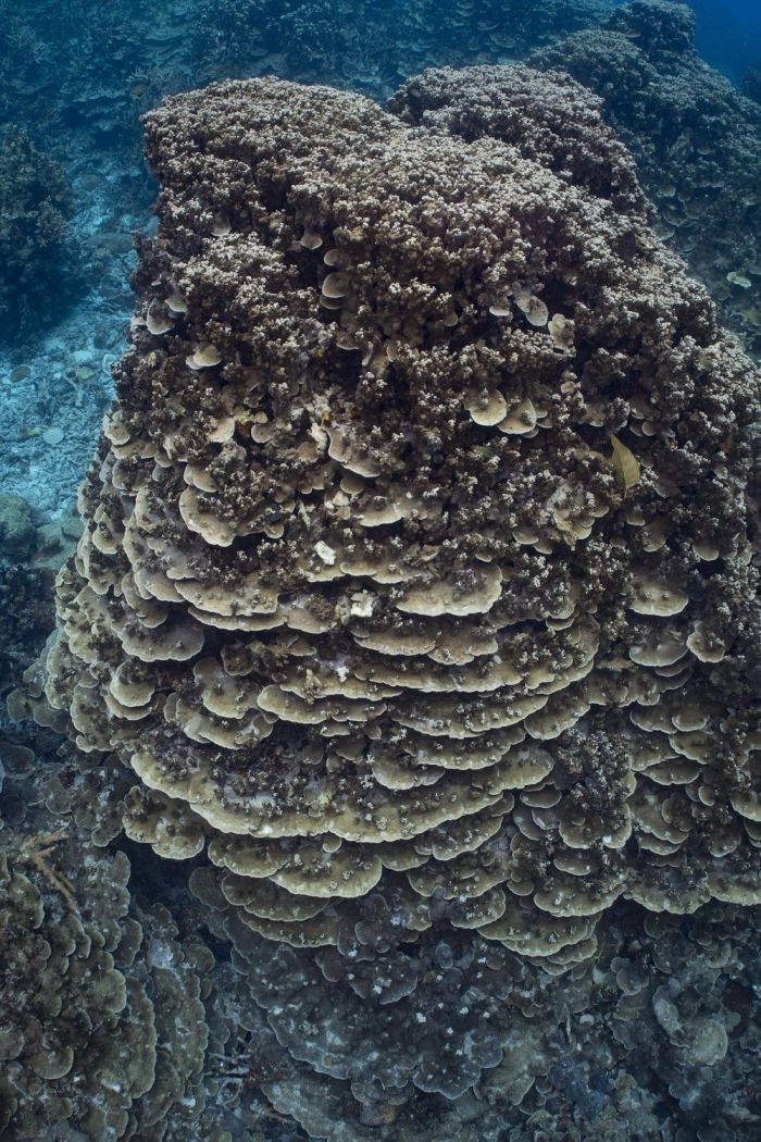 Współczesne koralowce z rodzaju Porites, płaskie w dolnej części, a gałązkowe w górnej, kształt zmienny ze względu na zmienne naświetlenie. Rafa Bougainville, Wielka Rafa Barierowa. Fot. Tom Bridge/źródło: UW, matpras.