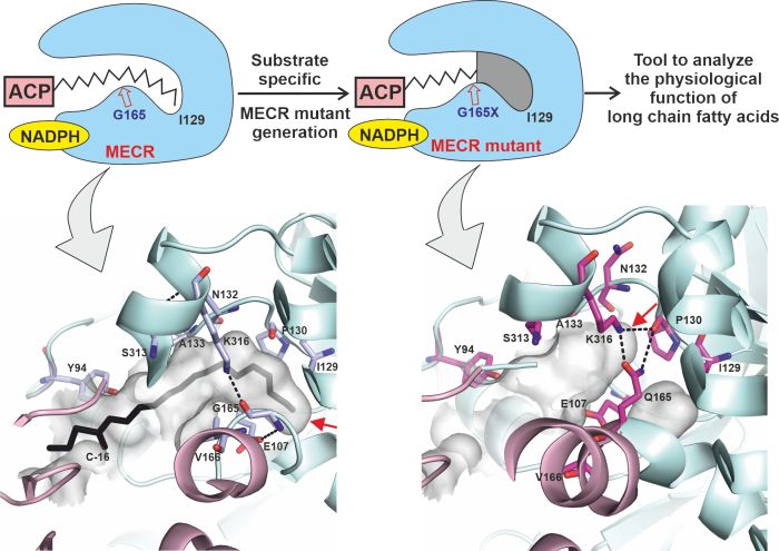Zaprojektowana mutacja białkowa pozwoliła na częściowe zablokowanie wnęki enzymu MECR wiążącej kwasy tłuszczowe, umożliwiając analizę funkcji długołańcuchowych kwasów tłuszczowych produkowanych w mitochondriach. Źródło: Wydział Fizyki UW