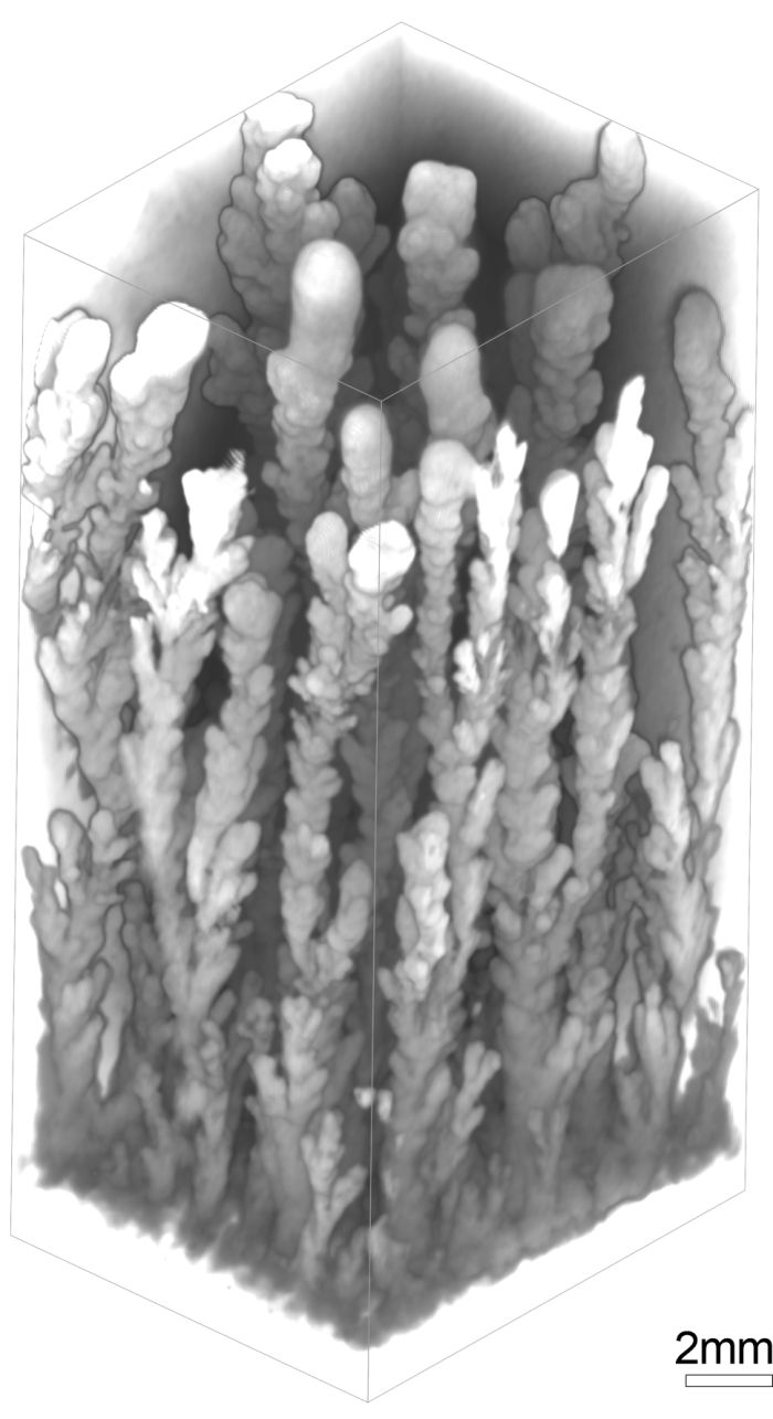 Obraz tomograficzny trójwymiarowych dendrytów manganowych (źródło: Wydział Geologii Uniwersytetu Wiedeńskiego)