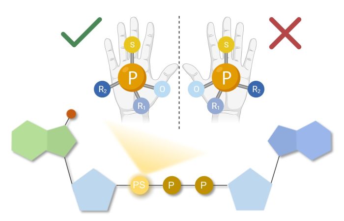 Rysunek przedstawia stereoizomery grupy tiofosforanowej, które są wzgledem siebie jak nienakładalne odbicia lustrzane (podobnie jak lewa i prawa dłoń). (Źródło: O. Perzanowska, Wydział Fizyki UW)