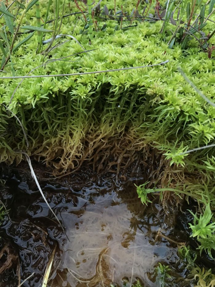 Siberian peat bogs