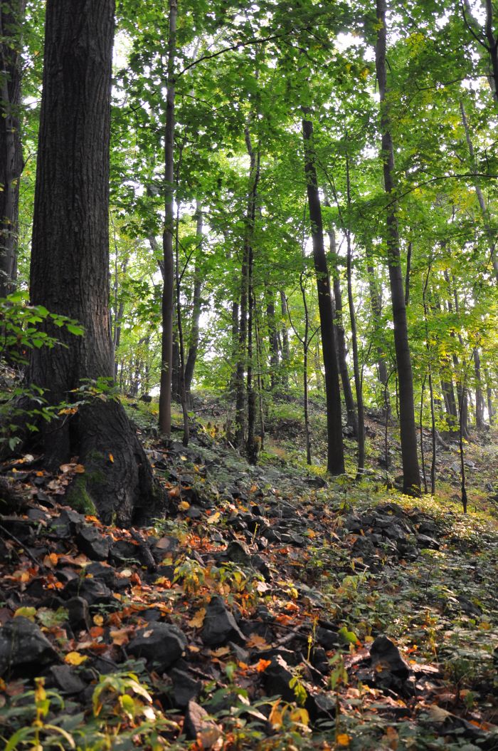 Las klonowo-lipowy_rez Ostrzyca Proboszczowicka fot. K. Reczyńska