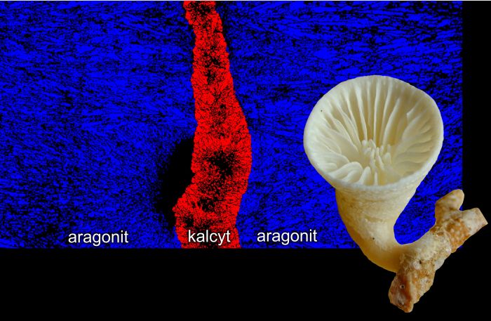 Głębokowodny osobniczy koralowiec Paraconotrochus antarticus (z prawej) tworzy szkielet zbudowany z dwóch odmian węglanu wapnia: kalcytu i aragonitu (zaznaczone różnymi barwami na przekroju szkieletu). Wszystkie inne dzisiejsze koralowce mają szkielety aragonitowe, i aby zrozumieć tę odmienność należy sięgnąć do głębokich korzeni ewolucyjnych tego koralowca.  [Ilustracja: Jarosław Stolarski]