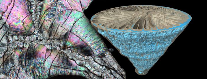 Głębokowodny osobniczy koralowiec Paraconotrochus antarticus tworzy szkielet zbudowany z dwóch odmian węglanu wapnia - kalcytu i aragonitu. Minerały te z uwagi na różną gęstość da się zobrazować w tomografie komputerowym (po prawej na niebiesko znaczony wewnętrzny, kalcytowy składnik szkieletu). Cienka płytka szkieletu w mikroskopie polaryzacyjnym mieni się wszystkimi barwami tęczy, ale widoczna jest też granica między środkową częścią kalcytową i zewnętrzną aragonitową.  [Ilustracja: Jarosław Stolarski, Katarzyna Janiszewska]