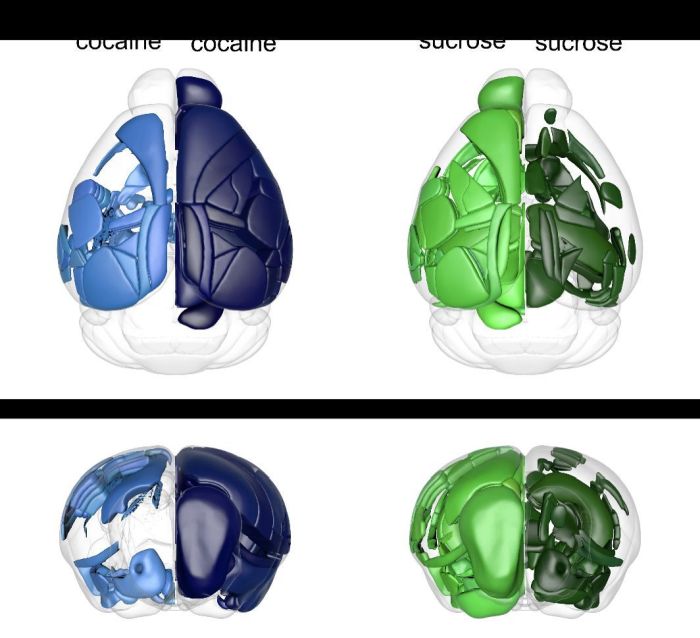 Schematyczna ilustracja przezroczystego mózgu myszy. Kolorami zaznaczono struktury mózgu aktywowane podaniem nagród – farmakologicznej (kokaina, niebieski) i naturalnej (cukier, zielony). Ciemniejsze odcienie ilustrują struktury pobudzone wielokrotnym podawaniem. Ilustracja wykonana przy pomocy Scalable Brain Atlas. Źródło: Centrum Badań Plastyczności Neuronalnej i Chorób Mózgu BRAINCITY 
