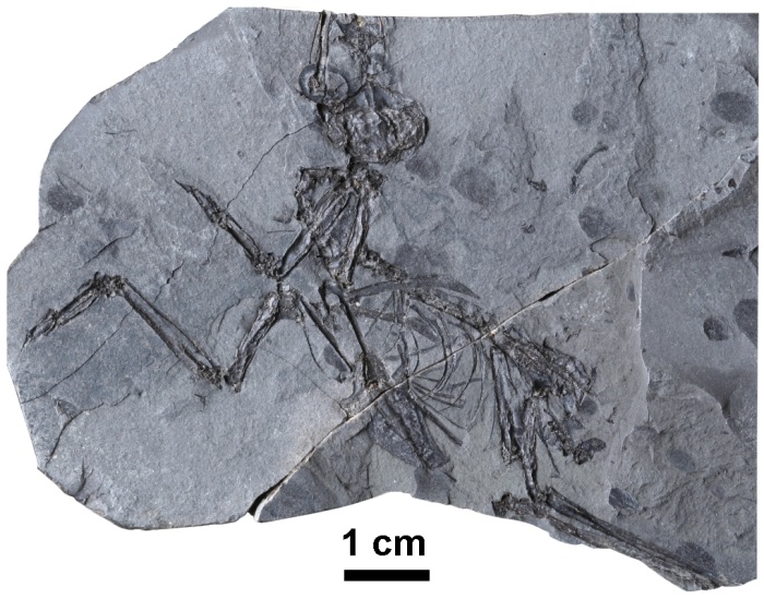 Resoviaornis jamrozi_fragment jednej z plytek, źródło: ISEZ PAN