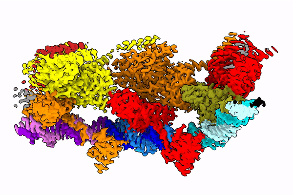 Trójwymiarowa budowa cząsteczek transpozazy rozpoznających koniec transpozonu Tn7, określona przy użyciu mikroskopii elektronowej w reżimie kriogenicznym (cryo-EM). Poszczególne cząsteczki transpozazy pokazano w kolorach czerwonym, pomarańczowym, żółtym i oliwkowym. DNA odpowiadające końcowi transpozonu pokazano w kolorach turkusowym, niebieskim i flioletowym. Źródło: Marcin Nowotny z zespołem.