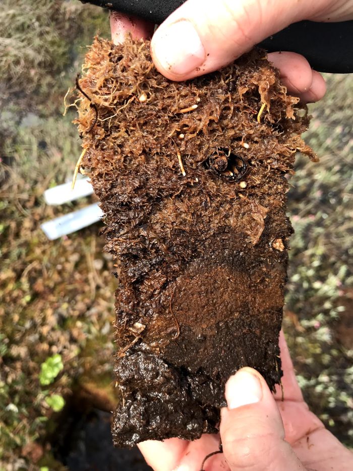 Torf gromadzi ogromne zasoby dwutlenku węgla _ fot M Lamentowicz.jpg