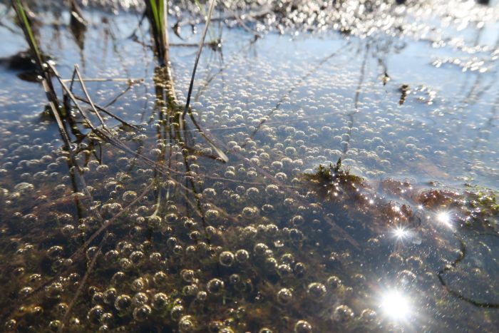 Z zalewanych obszarów wieloletniej zmarzliny na Syberii wydostaje się coraz więcej metanu _ fot M Lamentowicz.JPG