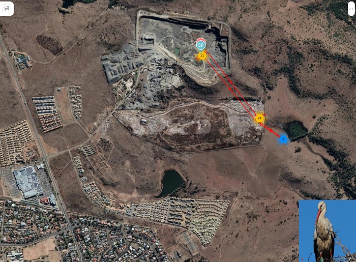 Mapa Goggle z zaznaczonymi punktami odczytu GPS z nadajnika u bociana, źródło: Grupa EkoLogiczna 