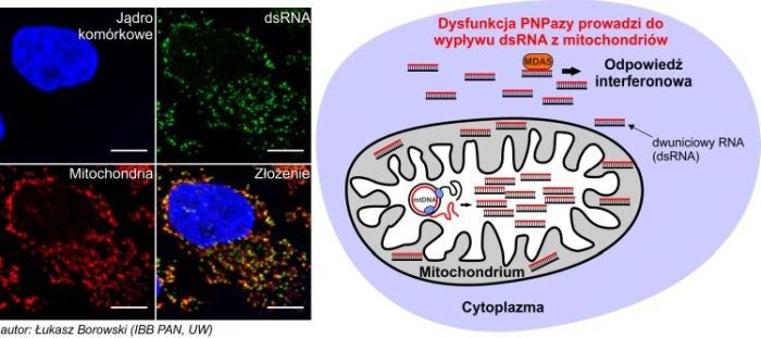 Komórka ludzka z wybarwionym DNA jądrowym, mitochondriami oraz dwuniciowym RNA (mikroskopia konfokalna). Schematycznie przedstawiono stan, w którym nieprawidłowe działanie jednego z białek mitochondrialnych (PNPazy) prowadzi do wypływu dwuniciowego RNA i aktywacji antywirusowej odpowiedzi interferonowej. 