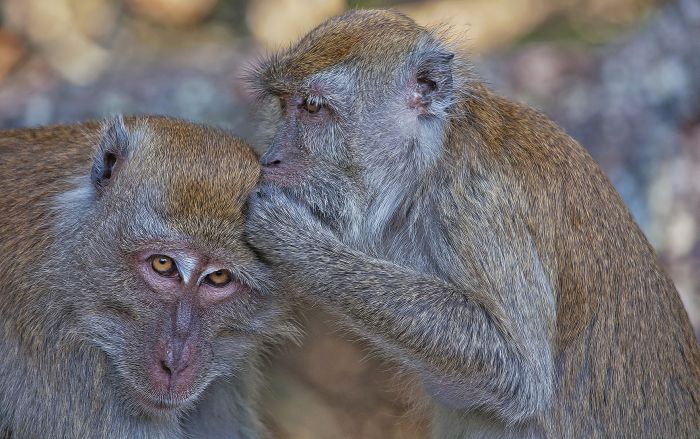 Macaca fascicularis