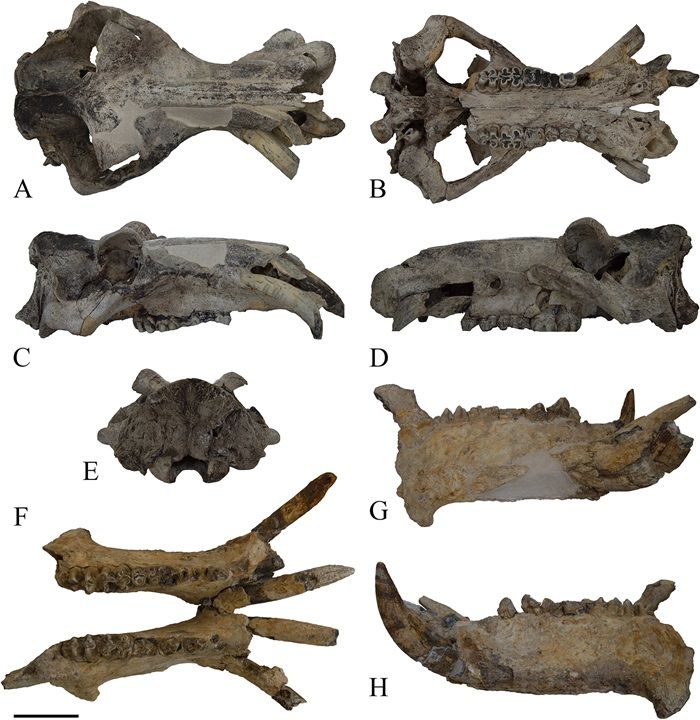 Czaszka oraz żuchwa Hippopotamus amphibius of Cava Montanari w różnych ujęciach. Fot. Mecozzi et al., 2023, PLOS ONE, CC-BY 4.0 (https://creativecommons.org/licenses/by/4.0/)