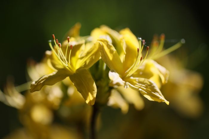 10.05.2023. Rozpoczął się wyjątkowy okres dla Ogrodu Botanicznego Uniwersytetu Warszawskiego w Warszawie, 10 bm. w którym odwiedzający mogą podziwiać kwitnące rośliny. (ad) PAP/Leszek Szymański