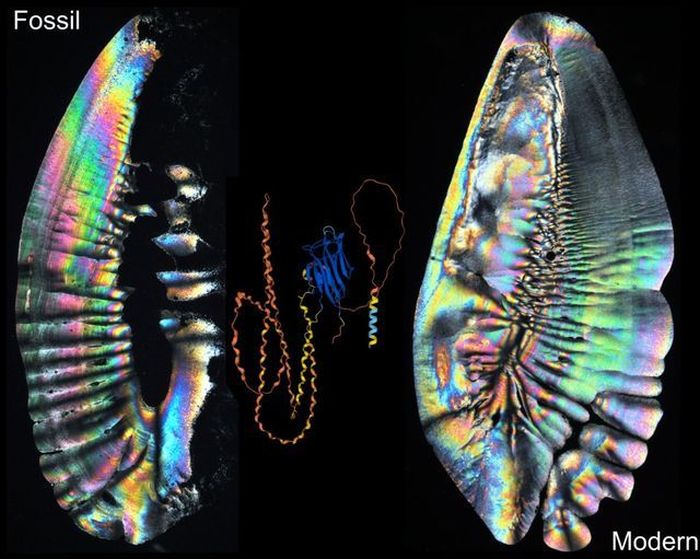 Otolity prehistorycznych ryb Phycis tenuis (po lewej) i współczesnych Phycis phycis (po prawej).  Źródło: Muzeum Ewolucji PAN / Scientific Reports 13:3822