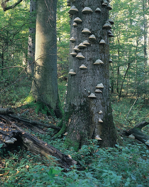 Polska 1999. Mazury; Puszcza Piska. gr PAP/Jan Morek