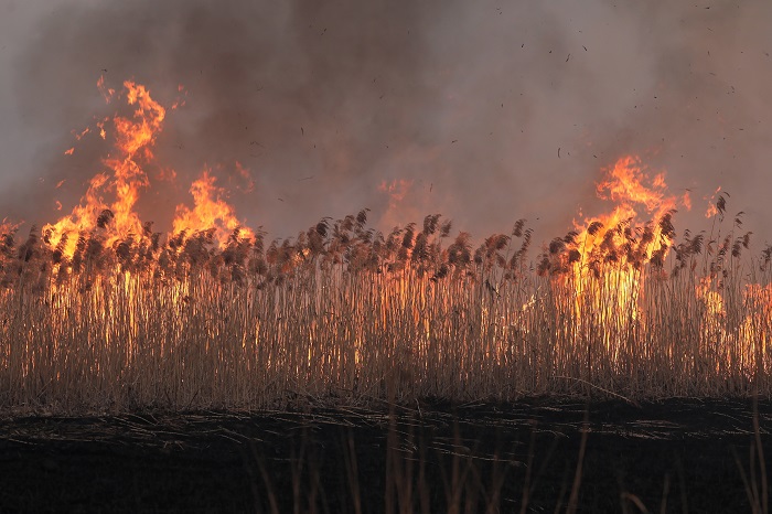 Wroceń, 22.04.2020. Pożar w Biebrzańskim Parku Narodowym, 22 bm. w pobliżu wsi Wroceń. (aldg) PAP/Artur Reszko