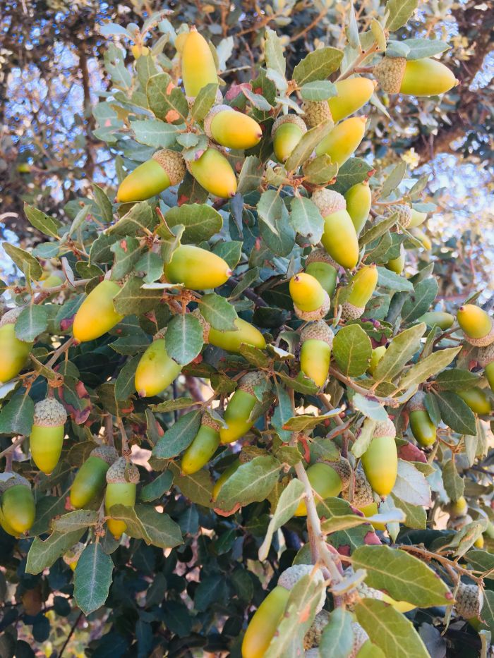 Nie każdego roku na dębie ostrolistnym (Quercus ilex) znaleźć możemy żołędzie. Kiedy już jednak nasiona się pojawią – to na drzewach tego gatunku na wielkim obszarze. Naukowcy badali ewolucyjne podstawy tego zjawiska.  Fot: Michał Bogdziewicz. 