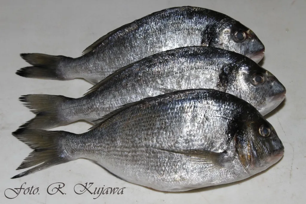 Dorada. Fot. Roman Kujawa 