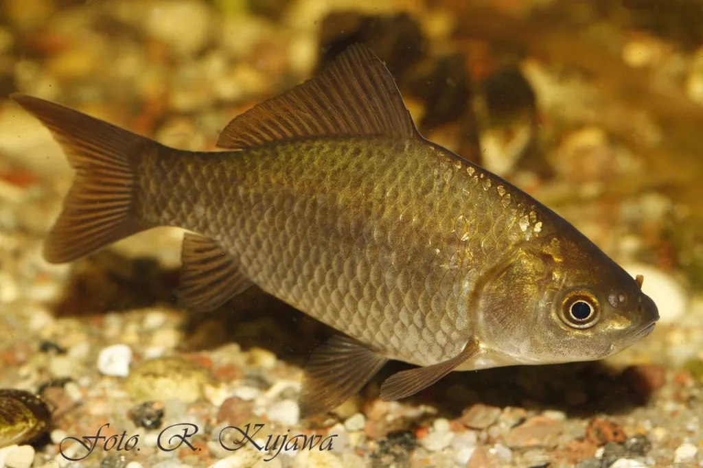 Karaś srebrzysty. Fot. Roman Kujawa 