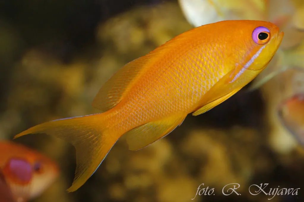 Papużak-samica. Fot. Roman Kujawa 