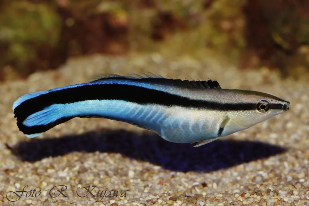 Wargatek sanitarnik. Fot. Roman Kujawa 