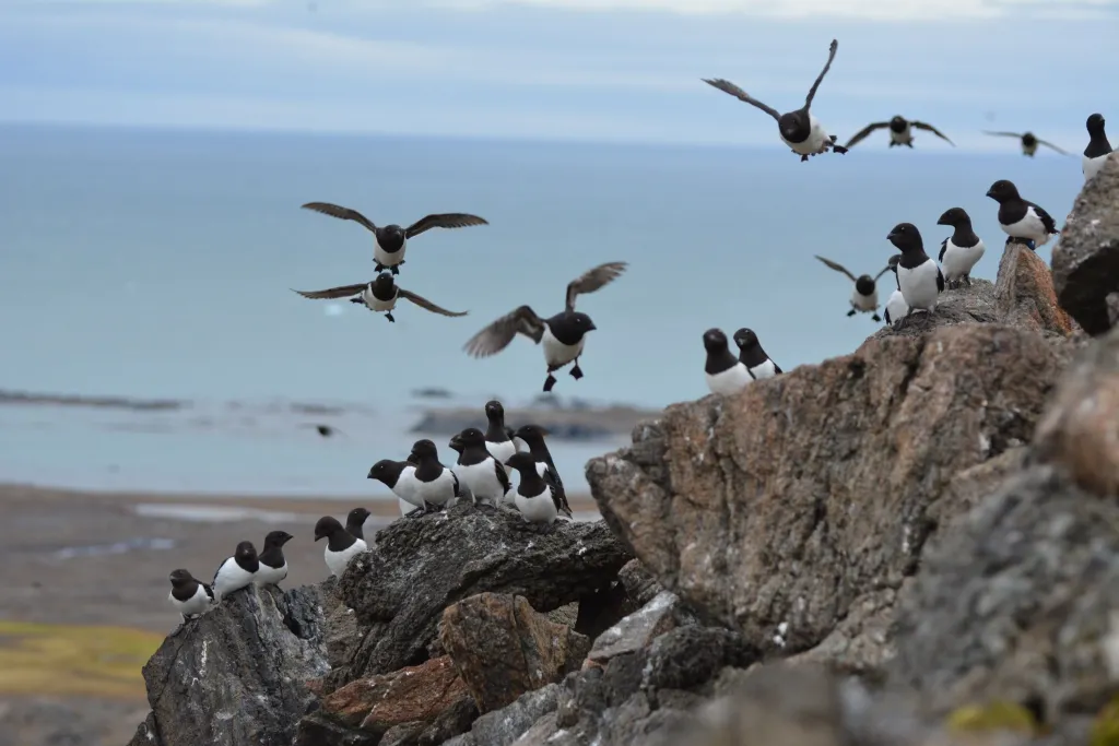Alczyki na Spitsbergenie, fot. Katarzyna Wojczulanis-Jakubas