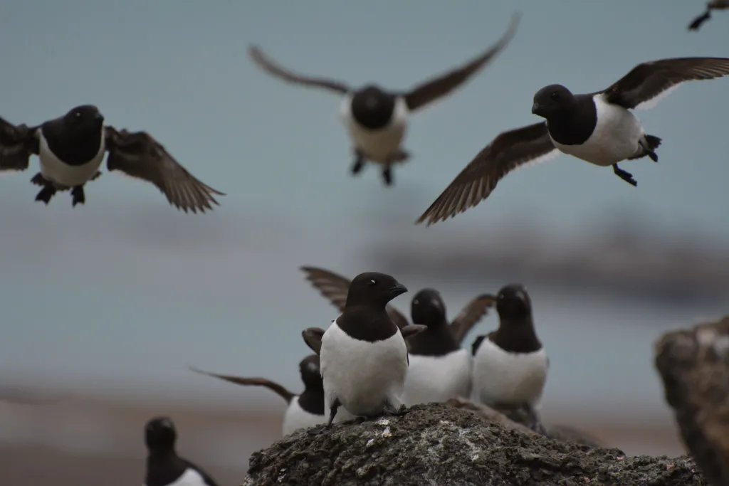 Alczyki na Spitsbergenie, fot. Katarzyna Wojczulanis-Jakubas